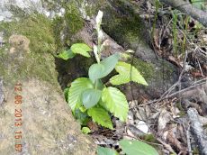 Cephalanthera-damasonium_цветение